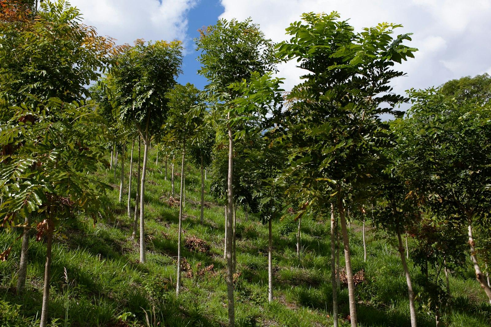 Restored forest landscape