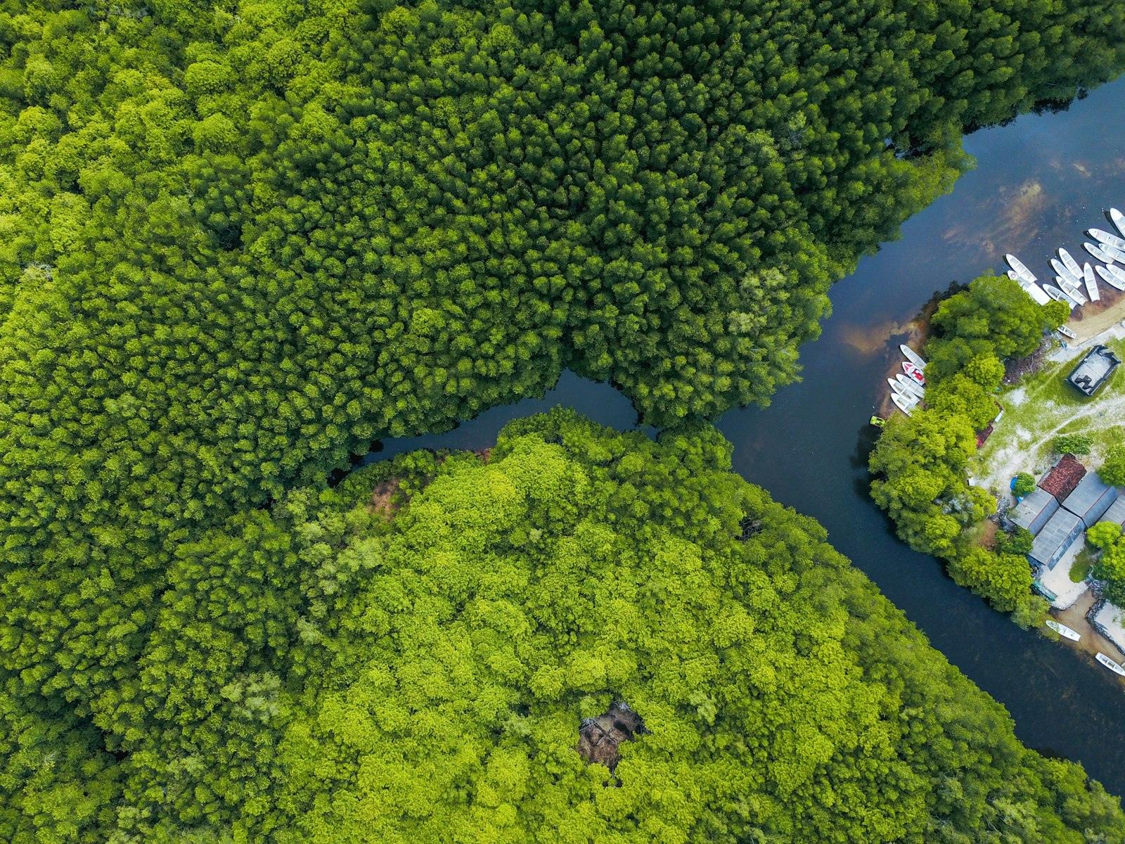 A waterway winding through dense forest, seen from above