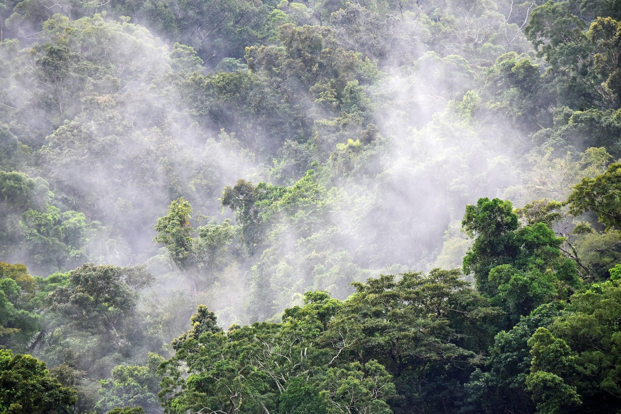 Mist rising off a forest canopy
