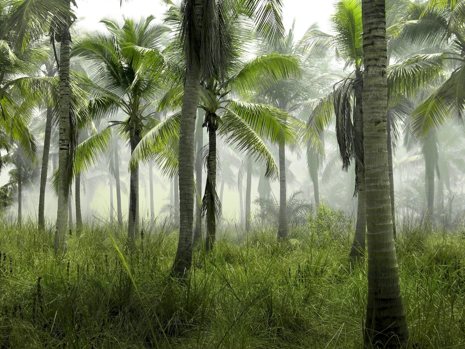 Forest canopy