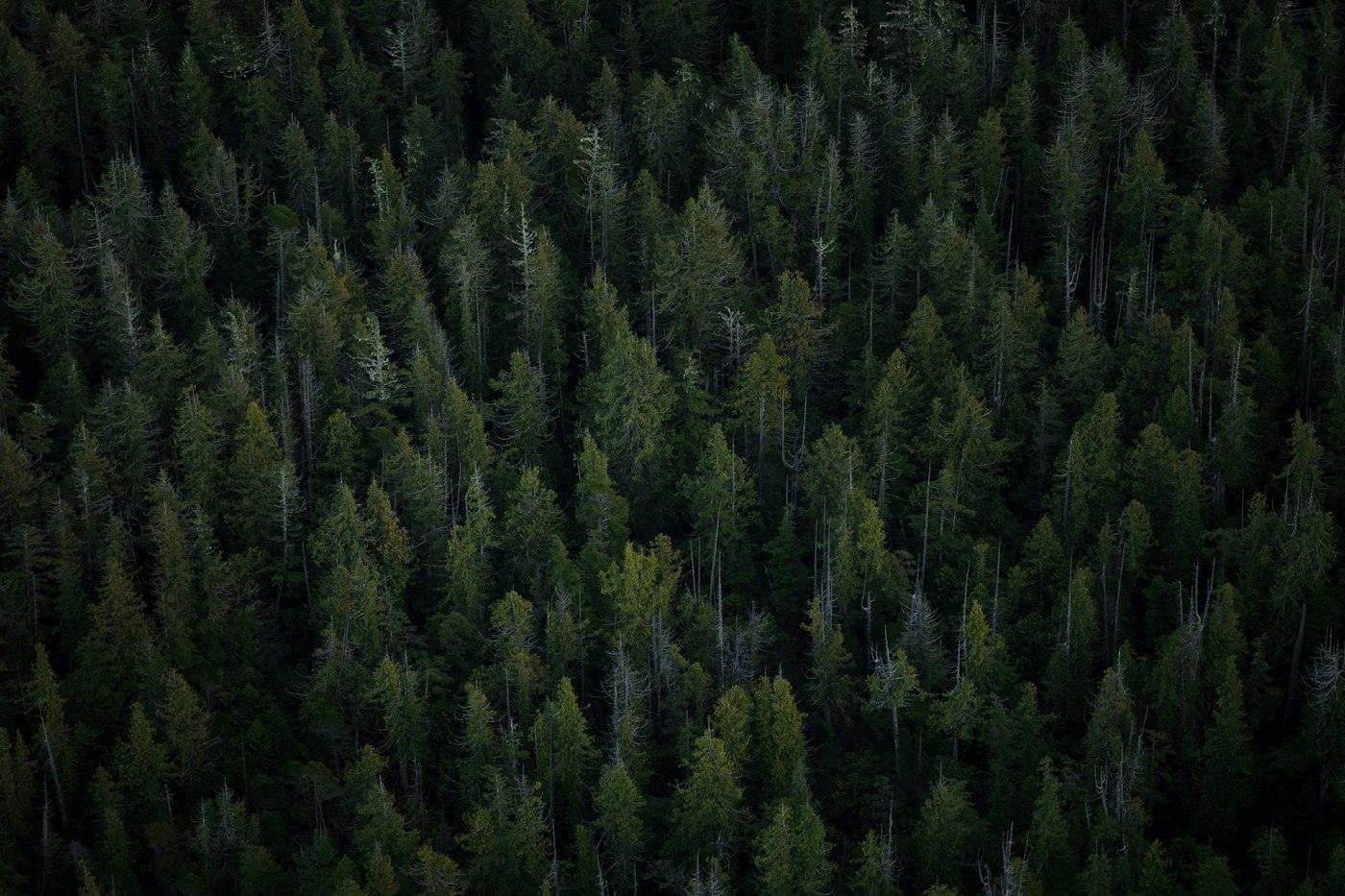 Aerial view of forest canopy